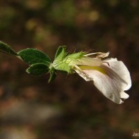 Blepharis maderaspatensis (L.) B.Heyne ex Roth